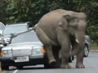 Elephant-Scratching-Butt